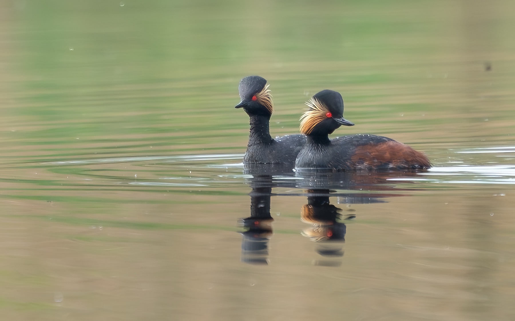 Birds photograph — Geoorde Fuut — naturephotography.art