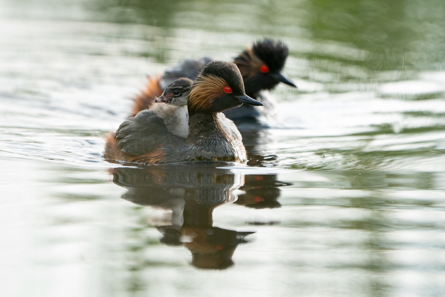 Birds photograph — Geoorde Fuut — naturephotography.art