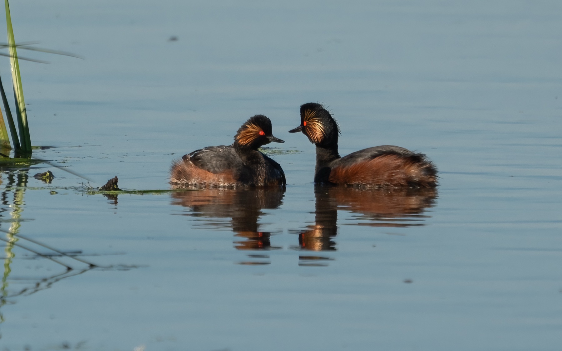 Birds photograph — Geoorde Fuut — naturephotography.art