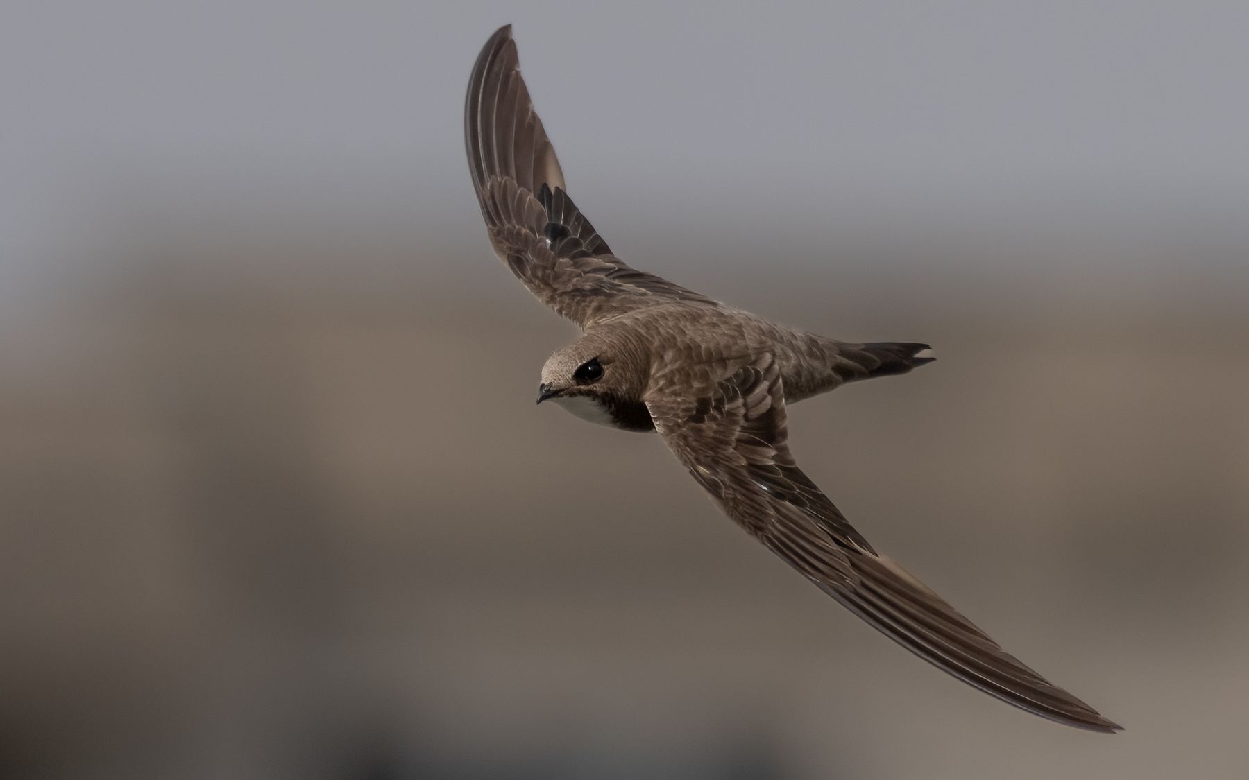 Birds photograph — Gierzwaluw — naturephotography.art