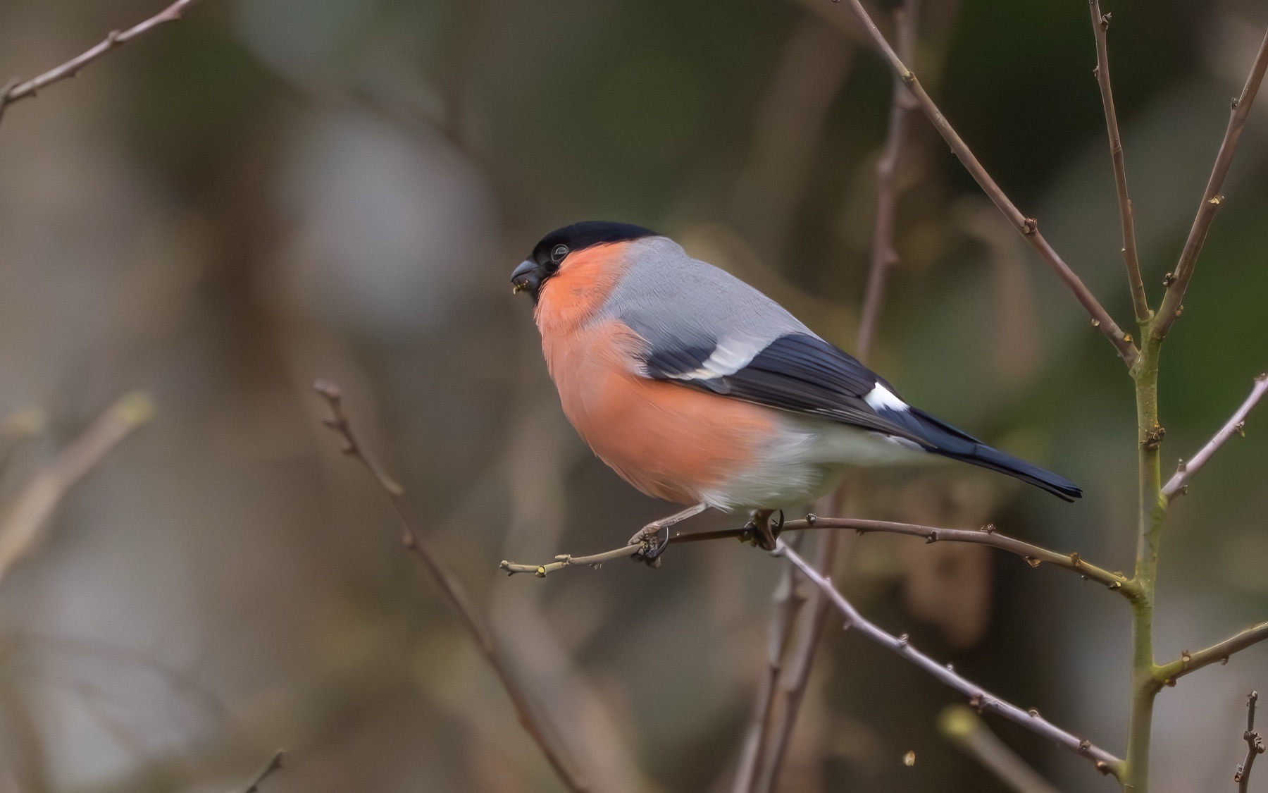 Birds photograph — Goudvink — naturephotography.art
