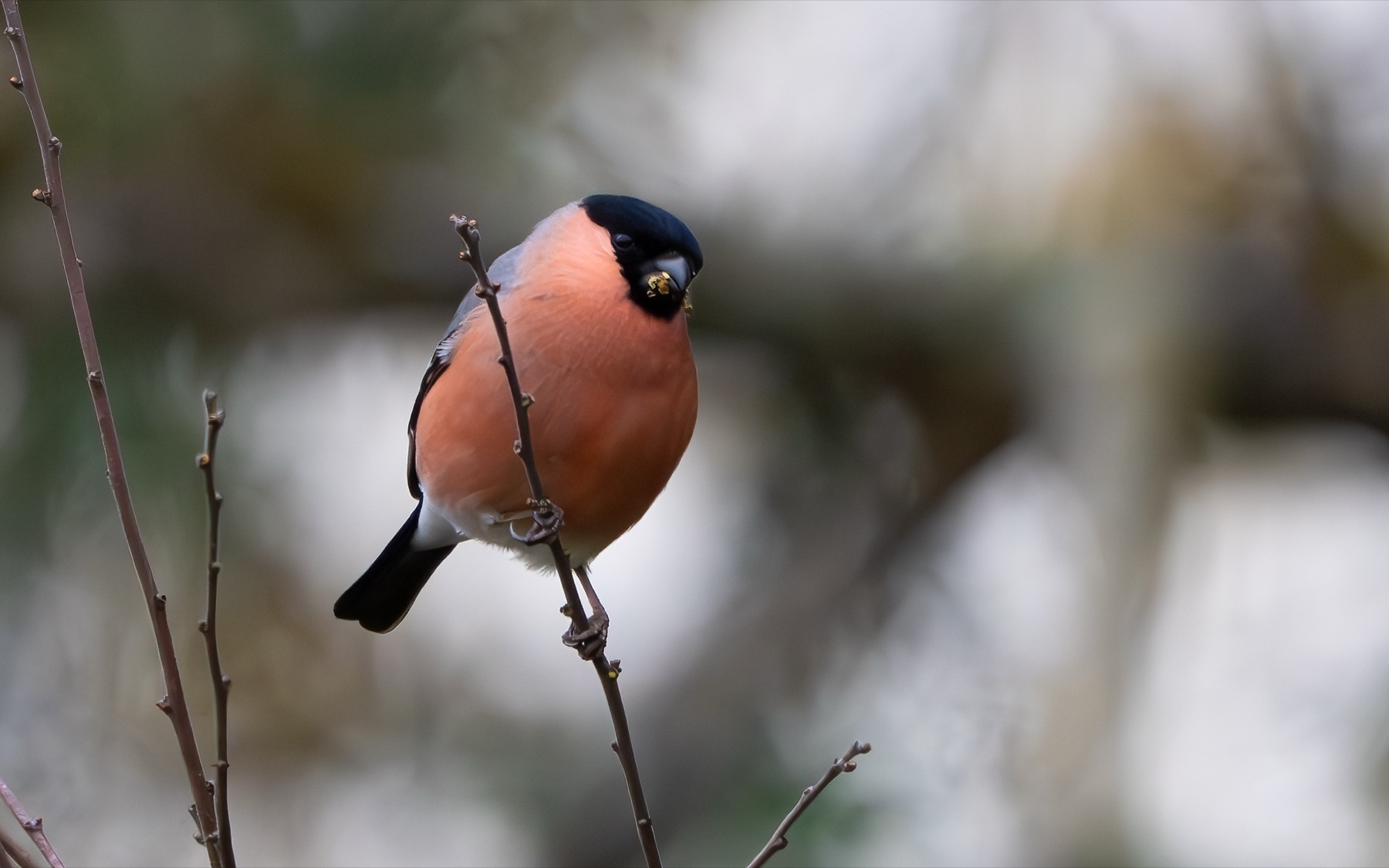 Birds photograph — Goudvink — naturephotography.art