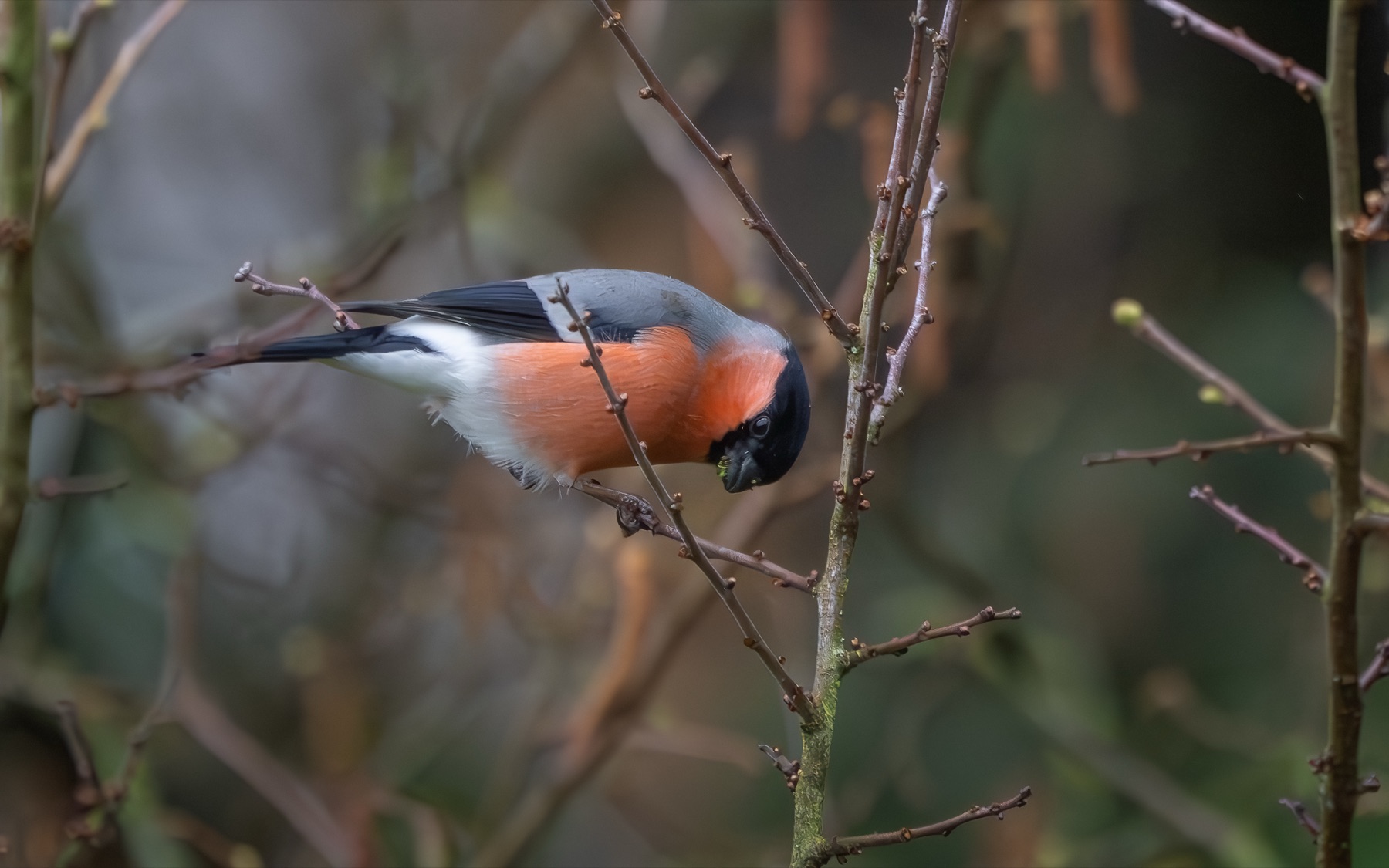 Birds photograph — Goudvink — naturephotography.art
