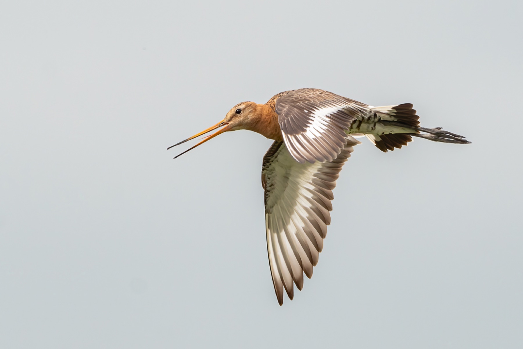Birds photograph — Grutto/Black-tailed godwit — naturephotography.art