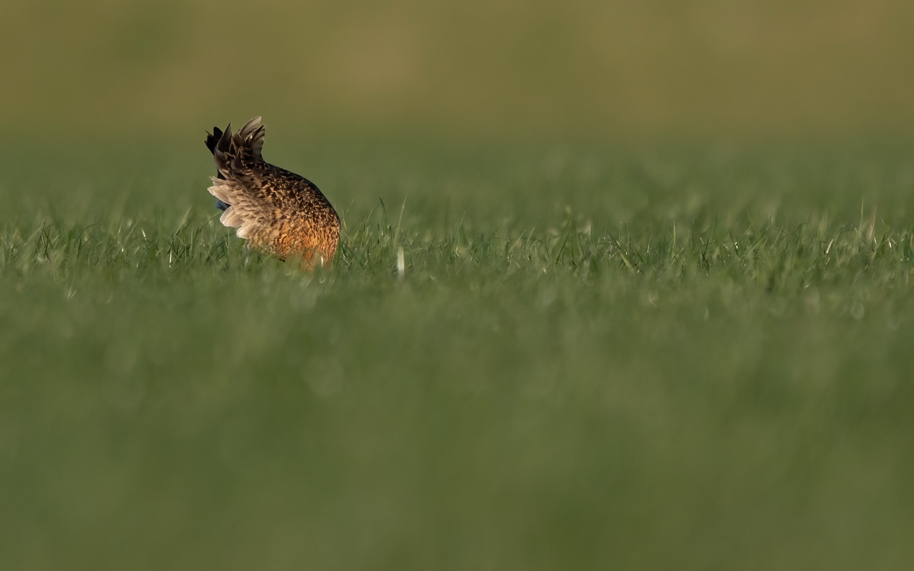 Birds photograph — Grutto/Black-tailed godwit — naturephotography.art