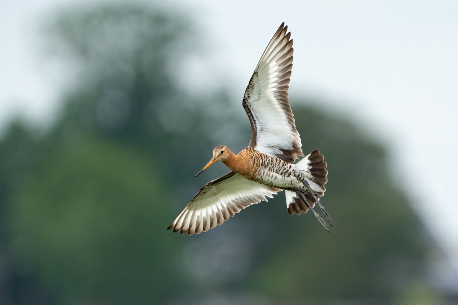 Birds photograph — Grutto/Black-tailed godwit — naturephotography.art