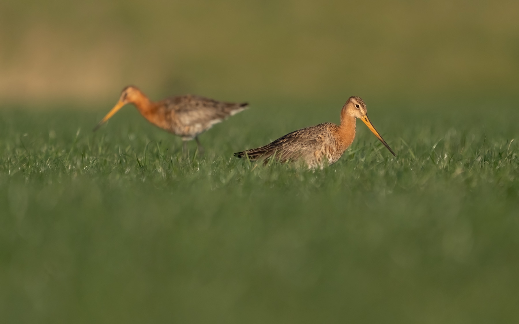 Birds photograph — Grutto/Black-tailed godwit — naturephotography.art