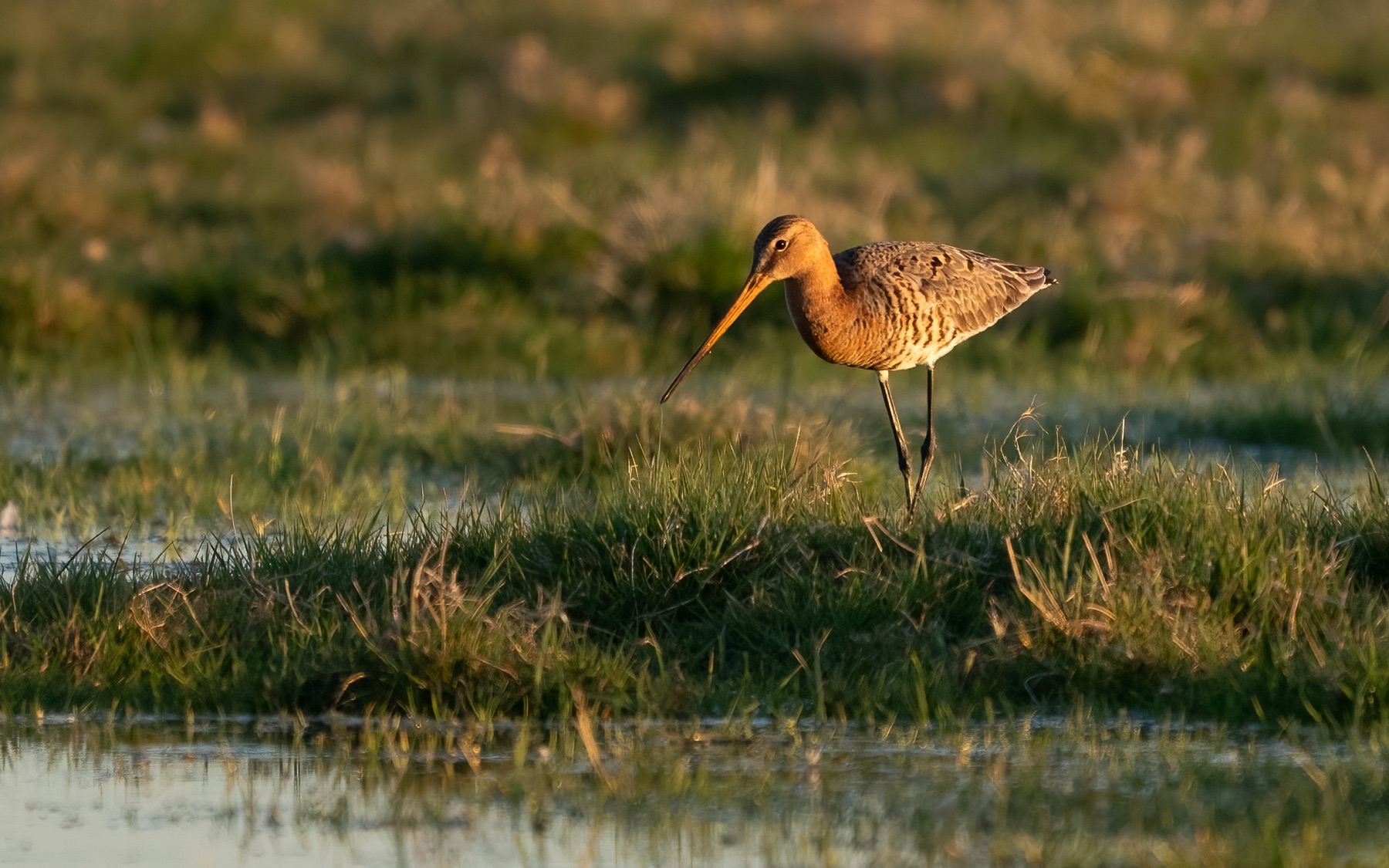 Birds photograph — Grutto/Black-tailed godwit — naturephotography.art