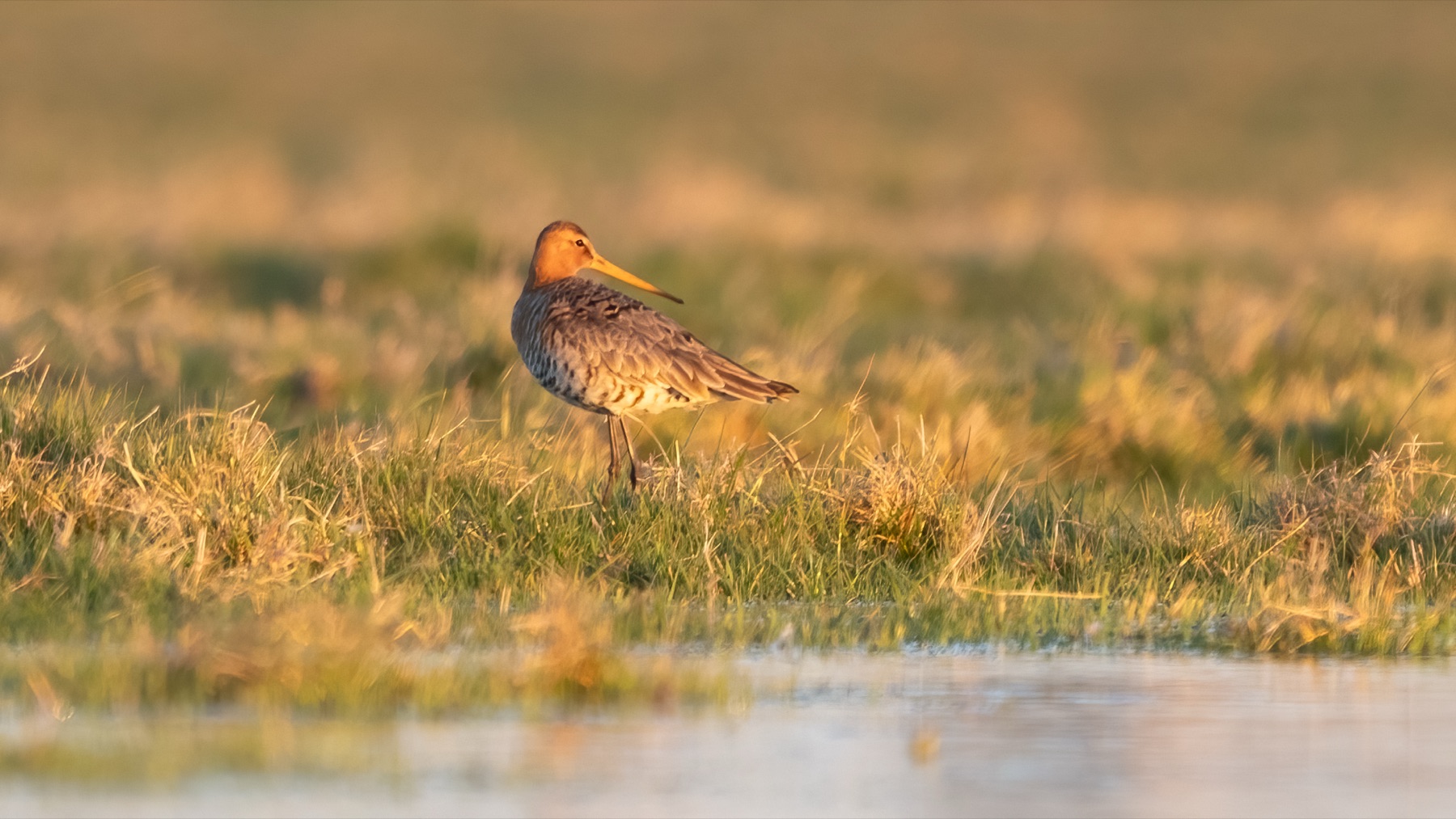 Birds photograph — Grutto/Black-tailed godwit — naturephotography.art