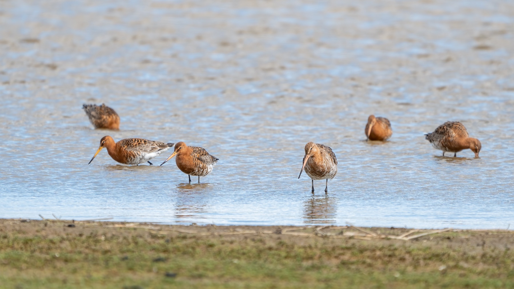 Birds photograph — Grutto/Black-tailed godwit — naturephotography.art