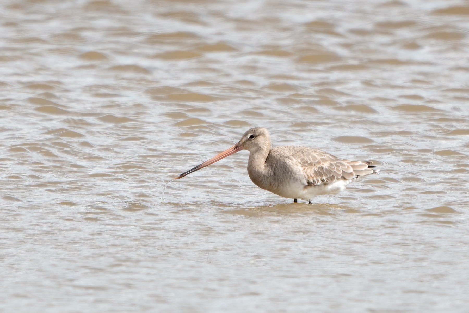 Birds photograph — Grutto/Black-tailed godwit — naturephotography.art