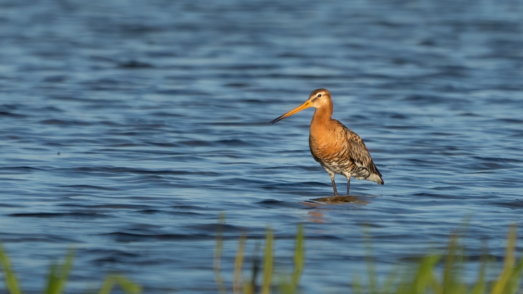 Birds photograph — Grutto/Black-tailed godwit — naturephotography.art