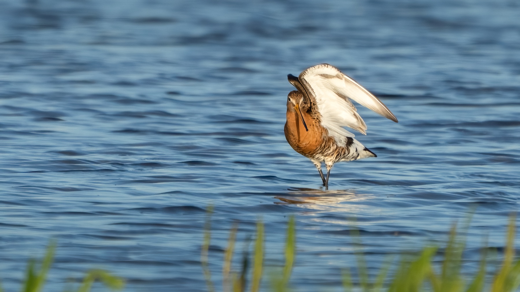 Birds photograph — Grutto/Black-tailed godwit — naturephotography.art