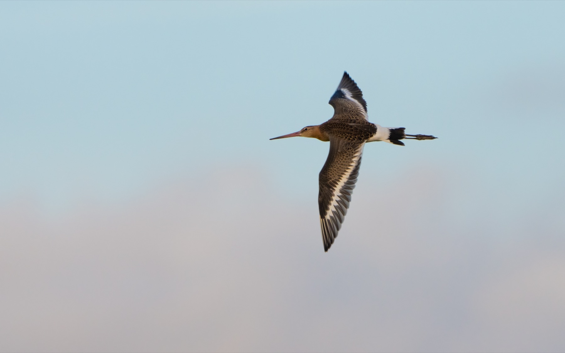 Birds photograph — Grutto/Black-tailed godwit — naturephotography.art