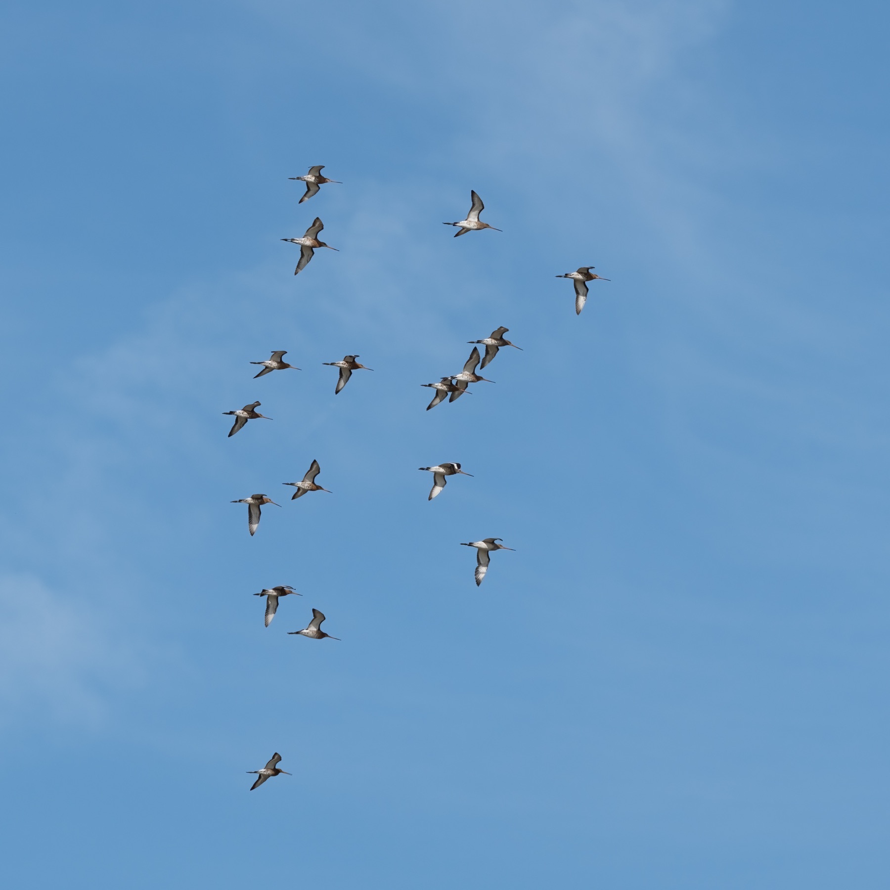 Birds photograph — Grutto/Black-tailed godwit — naturephotography.art