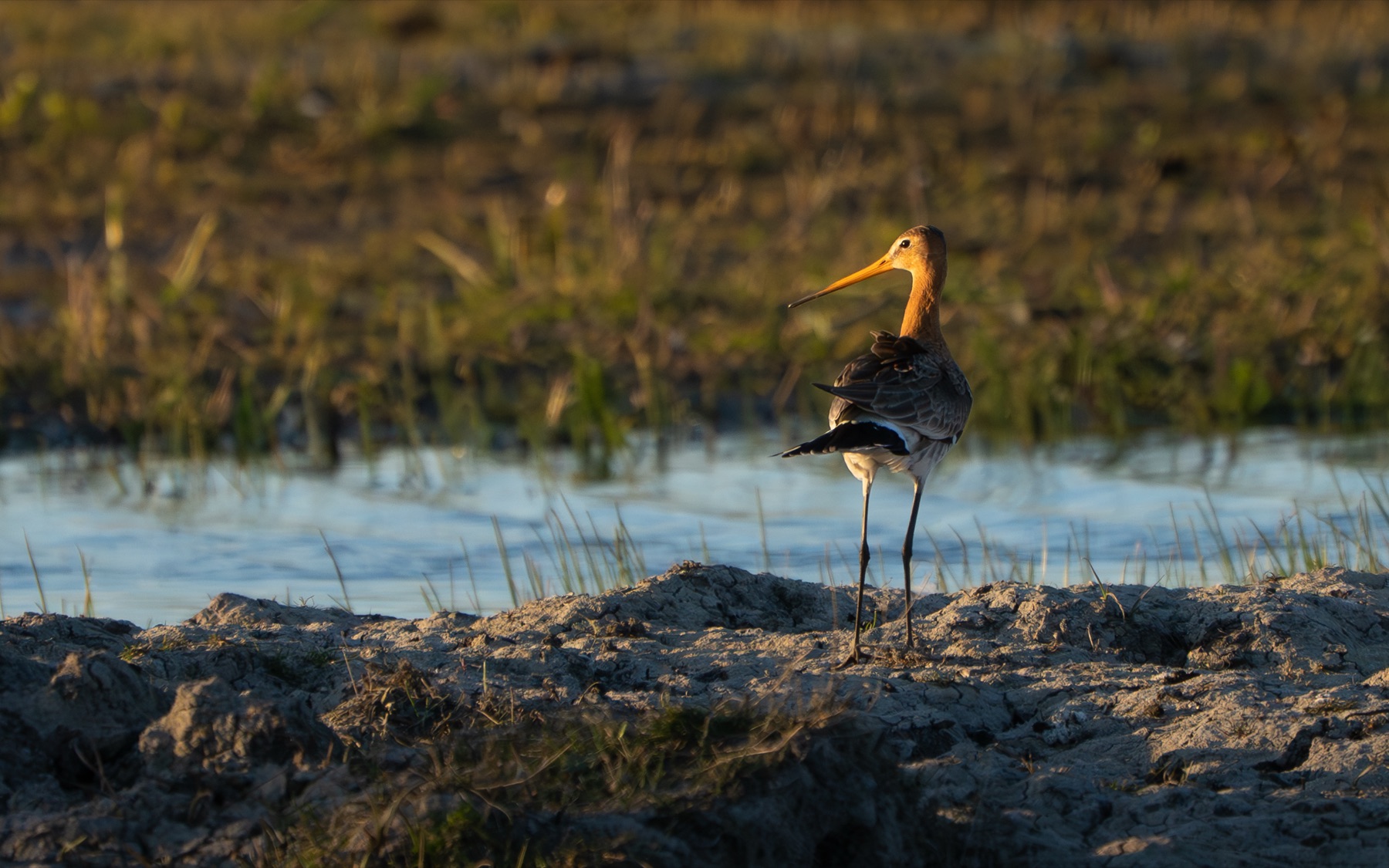Birds photograph — Grutto/Black-tailed godwit — naturephotography.art