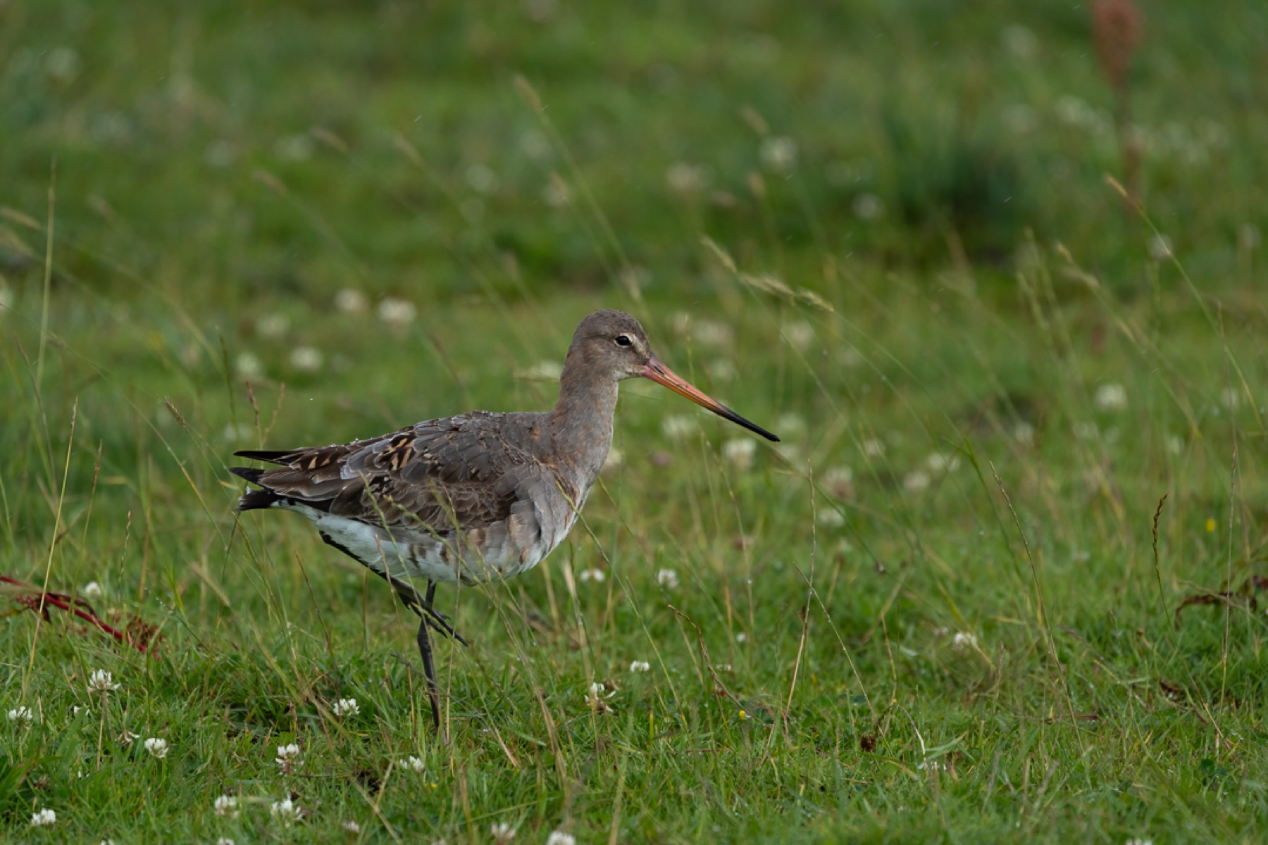 Birds photograph — Grutto/Black-tailed godwit — naturephotography.art