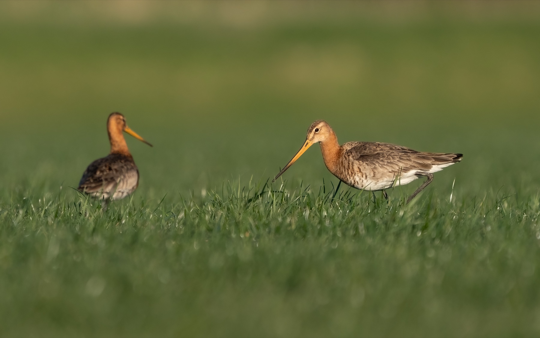 Birds photograph — Grutto/Black-tailed godwit — naturephotography.art