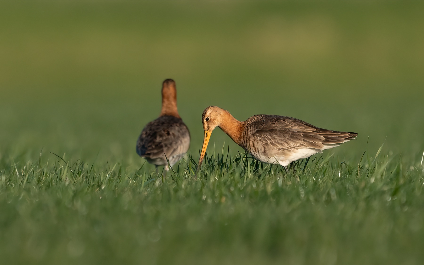 Birds photograph — Grutto/Black-tailed godwit — naturephotography.art