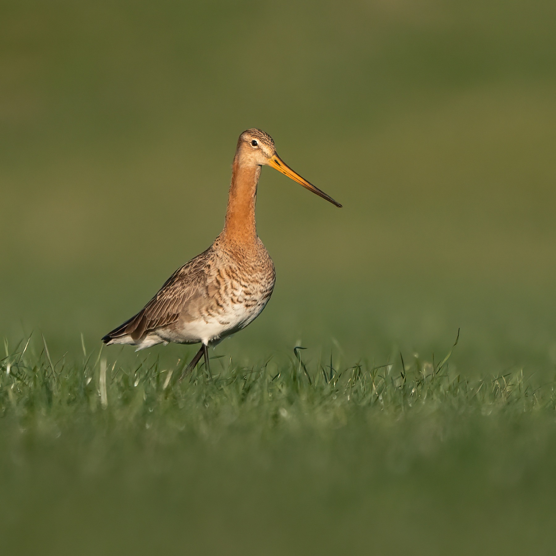 Birds photograph — Grutto/Black-tailed godwit — naturephotography.art