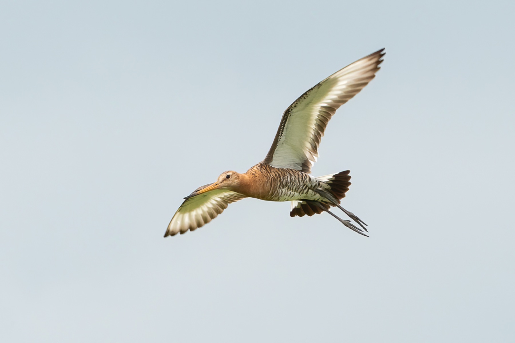 Birds photograph — Grutto/Black-tailed godwit — naturephotography.art