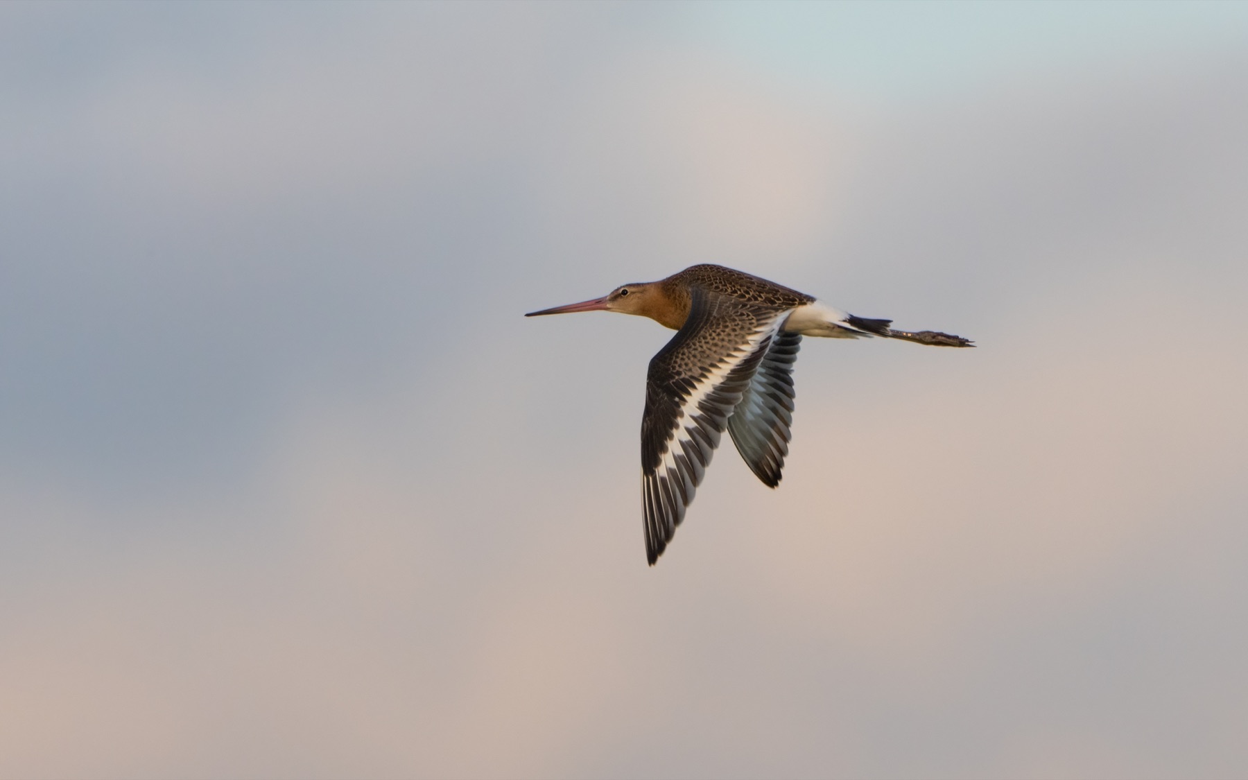 Birds photograph — Grutto/Black-tailed godwit — naturephotography.art