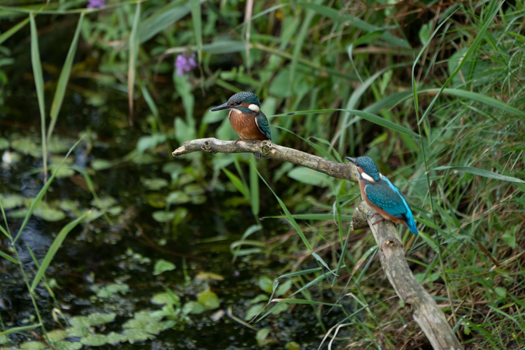 Birds photograph — IJsvogels - Kingfisher — naturephotography.art