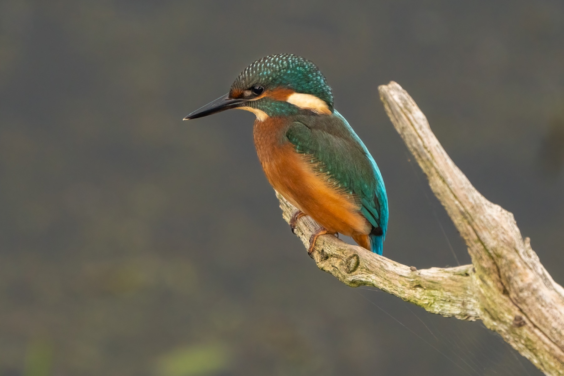 Birds photograph — IJsvogels - Kingfisher — naturephotography.art