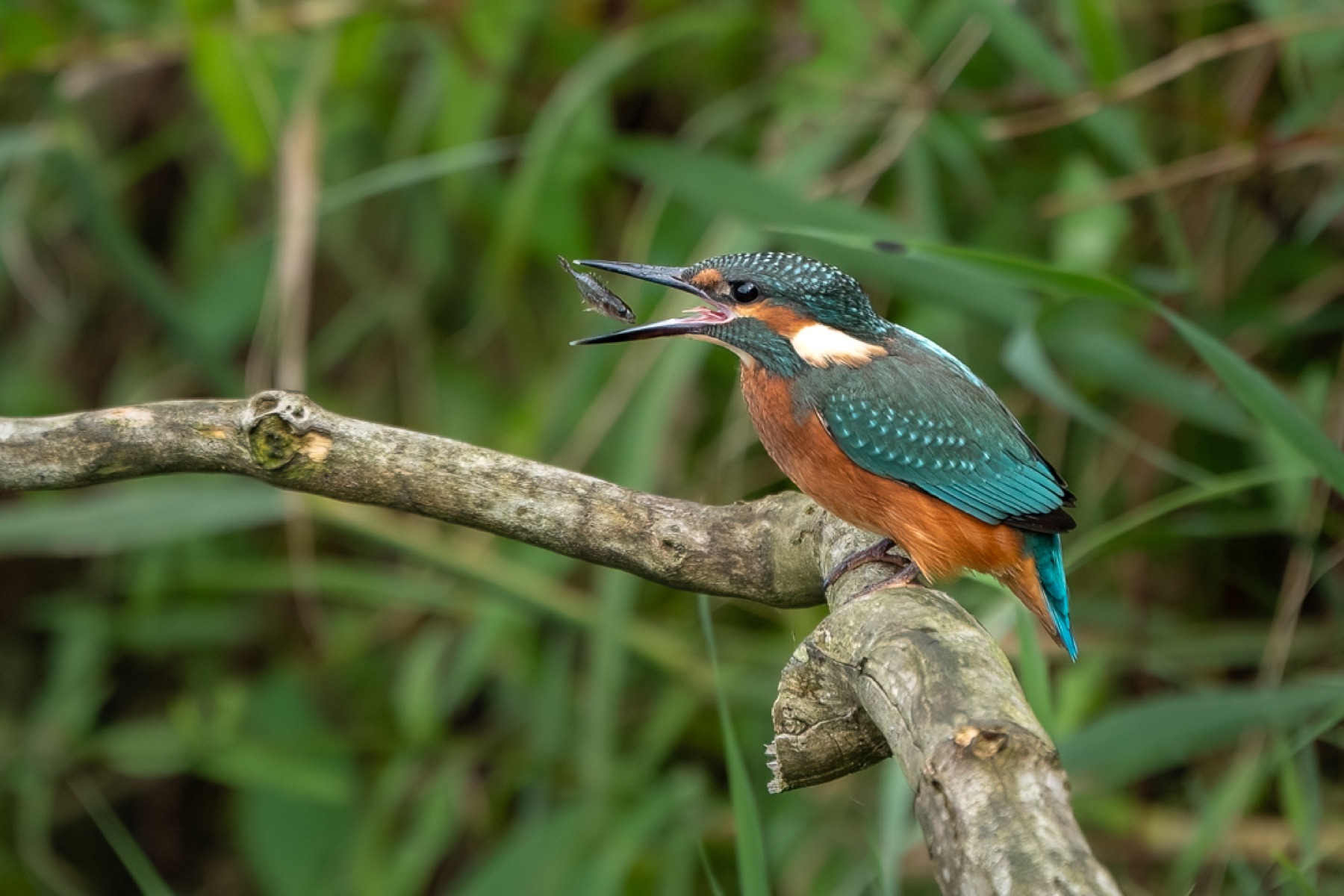 Birds photograph — IJsvogels - Kingfisher — naturephotography.art