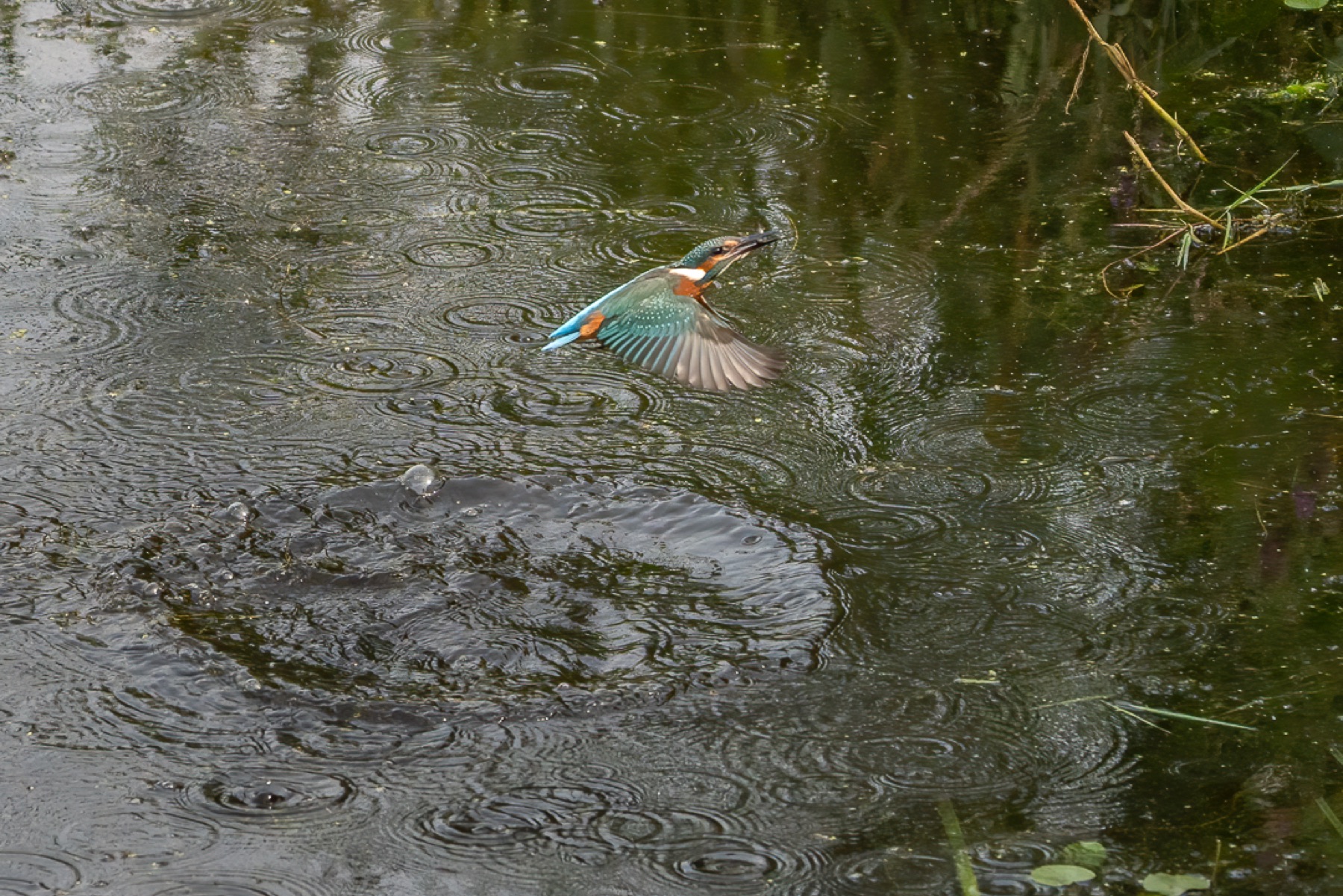 Birds photograph — IJsvogels - Kingfisher — naturephotography.art