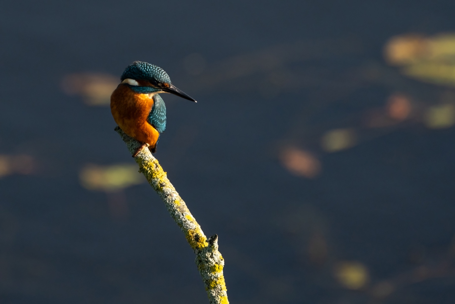 Birds photograph — IJsvogels - Kingfisher — naturephotography.art