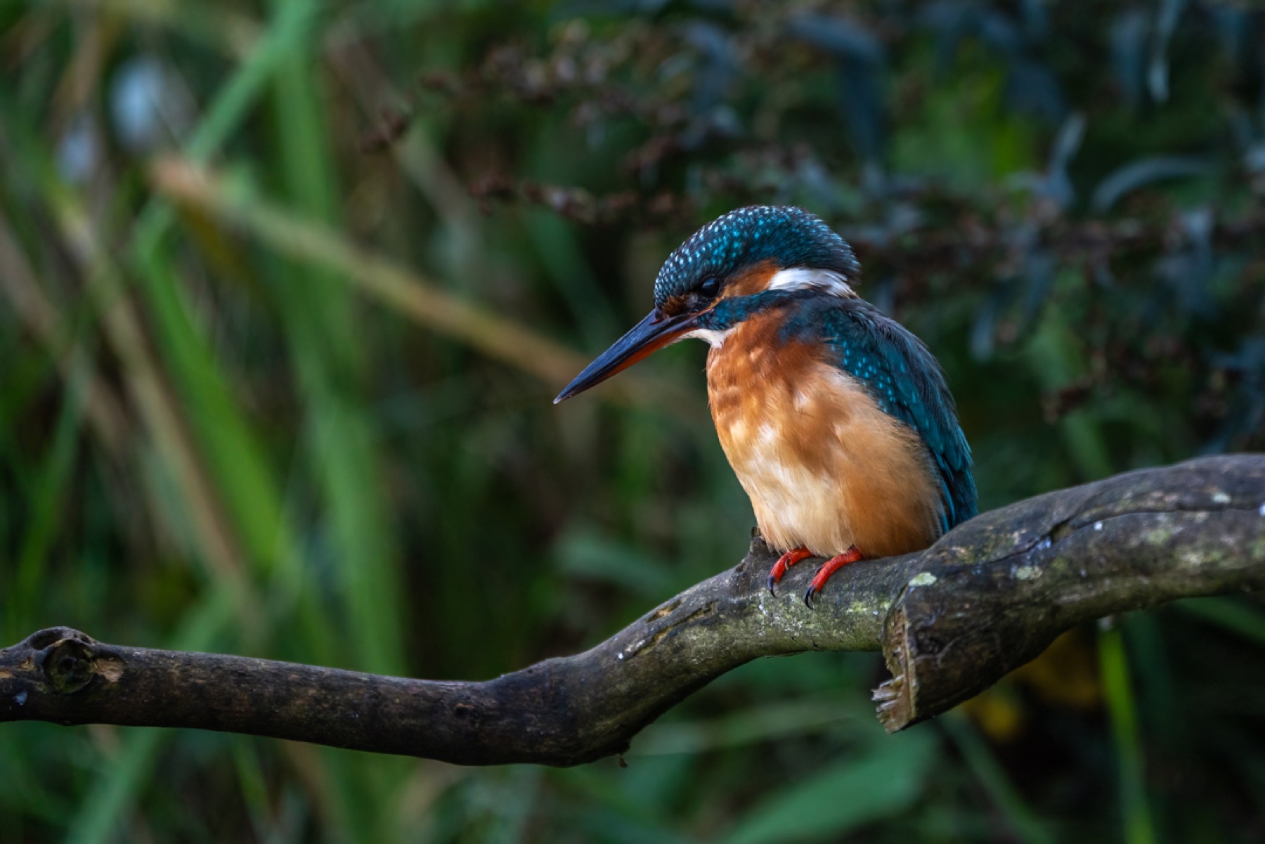 Birds photograph — IJsvogels - Kingfisher — naturephotography.art