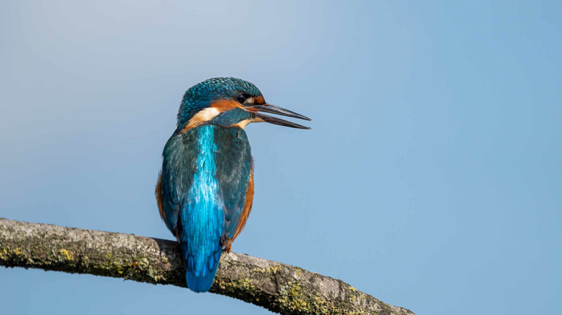 Birds photograph — IJsvogels - Kingfisher — naturephotography.art