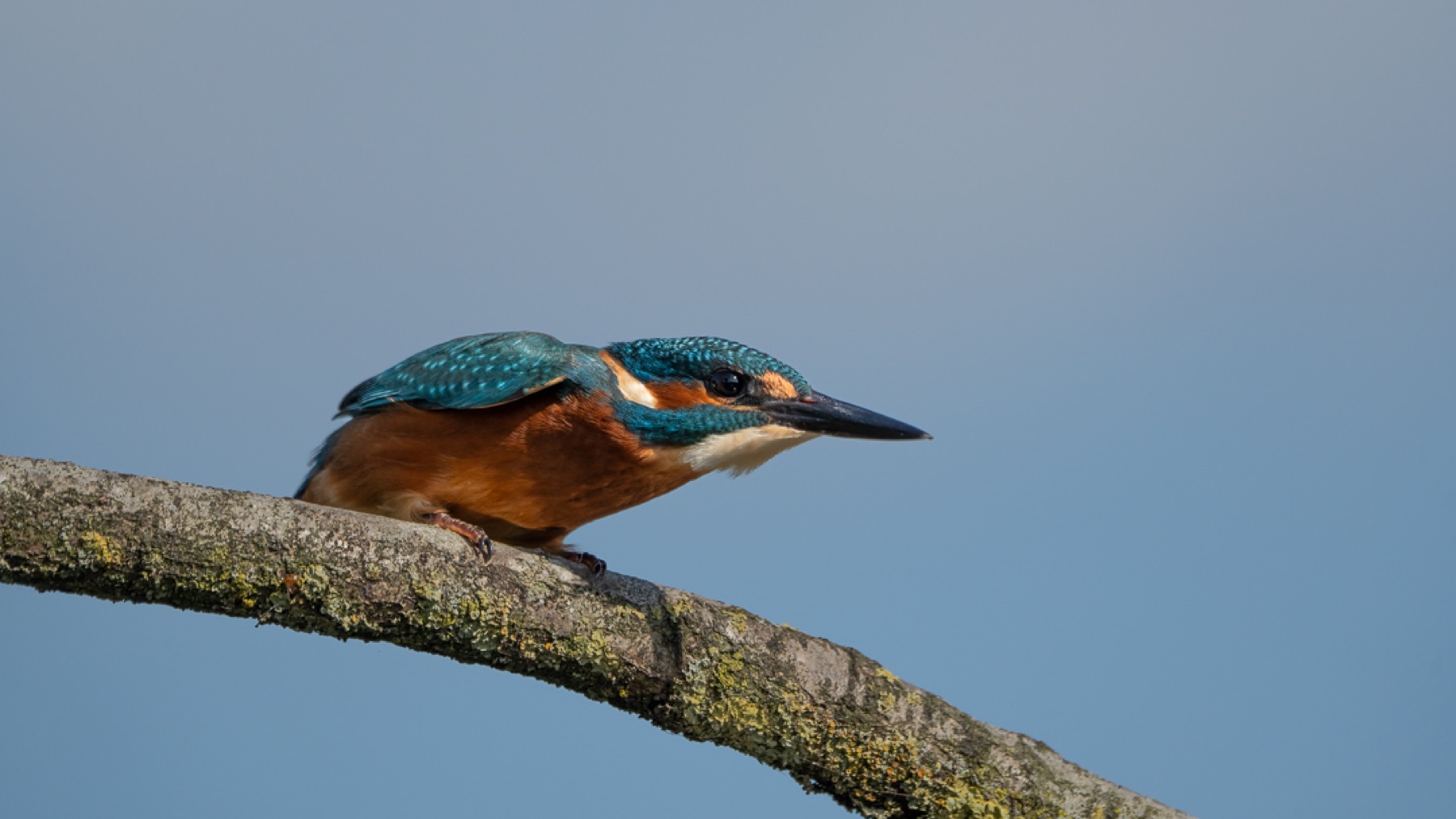 Birds photograph — IJsvogels - Kingfisher — naturephotography.art