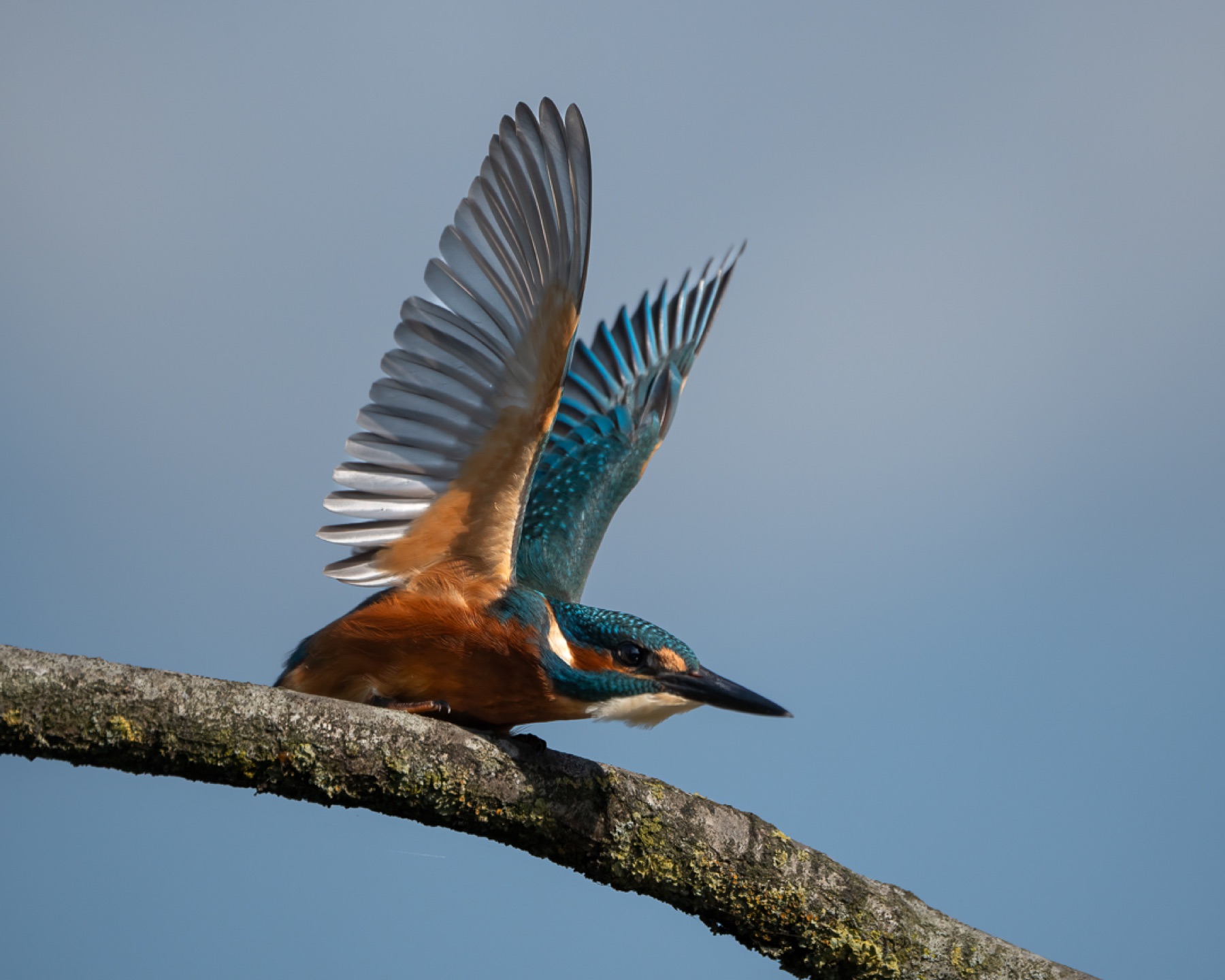 Birds photograph — IJsvogels - Kingfisher — naturephotography.art