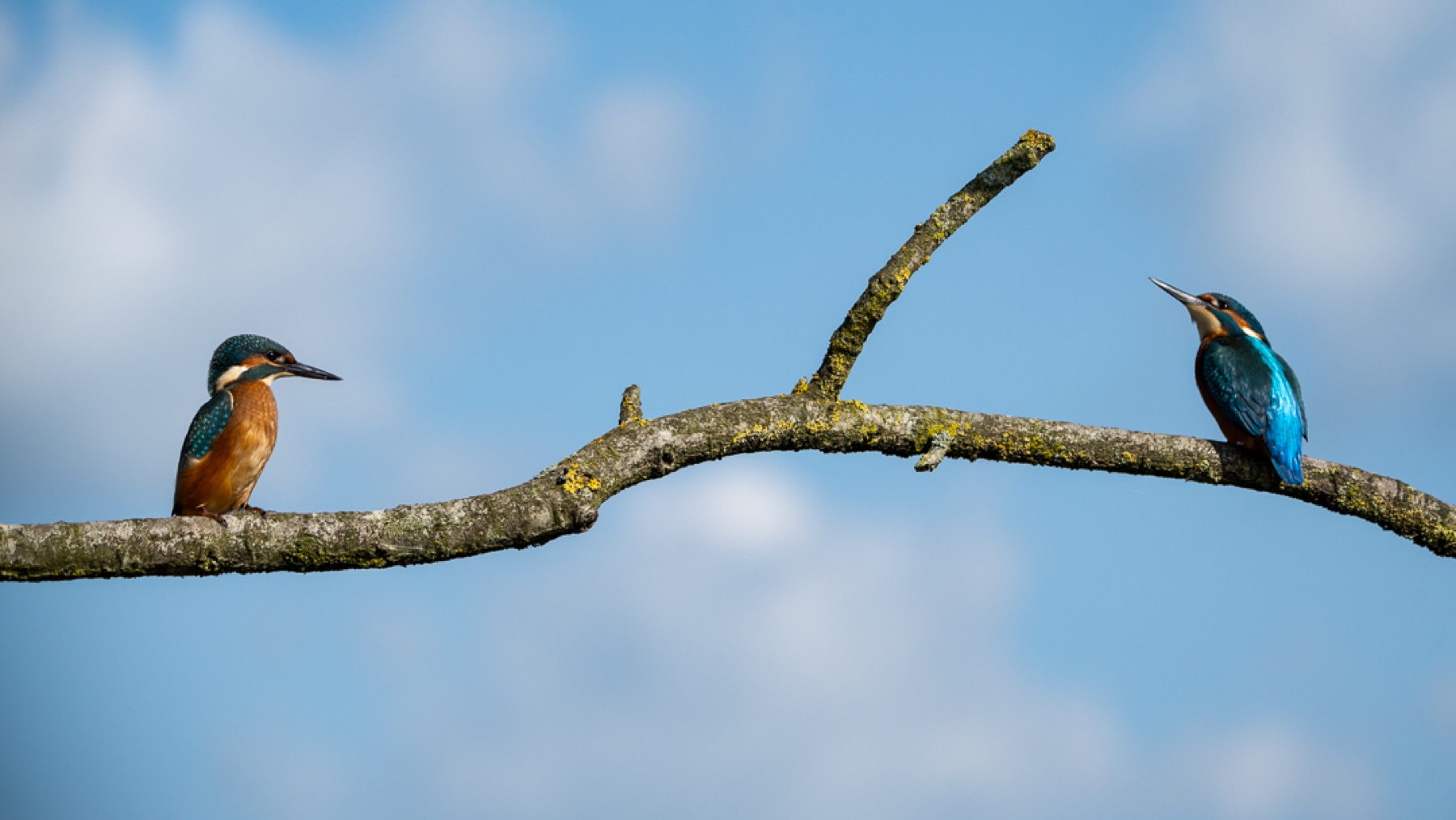 Birds photograph — IJsvogels - Kingfisher — naturephotography.art