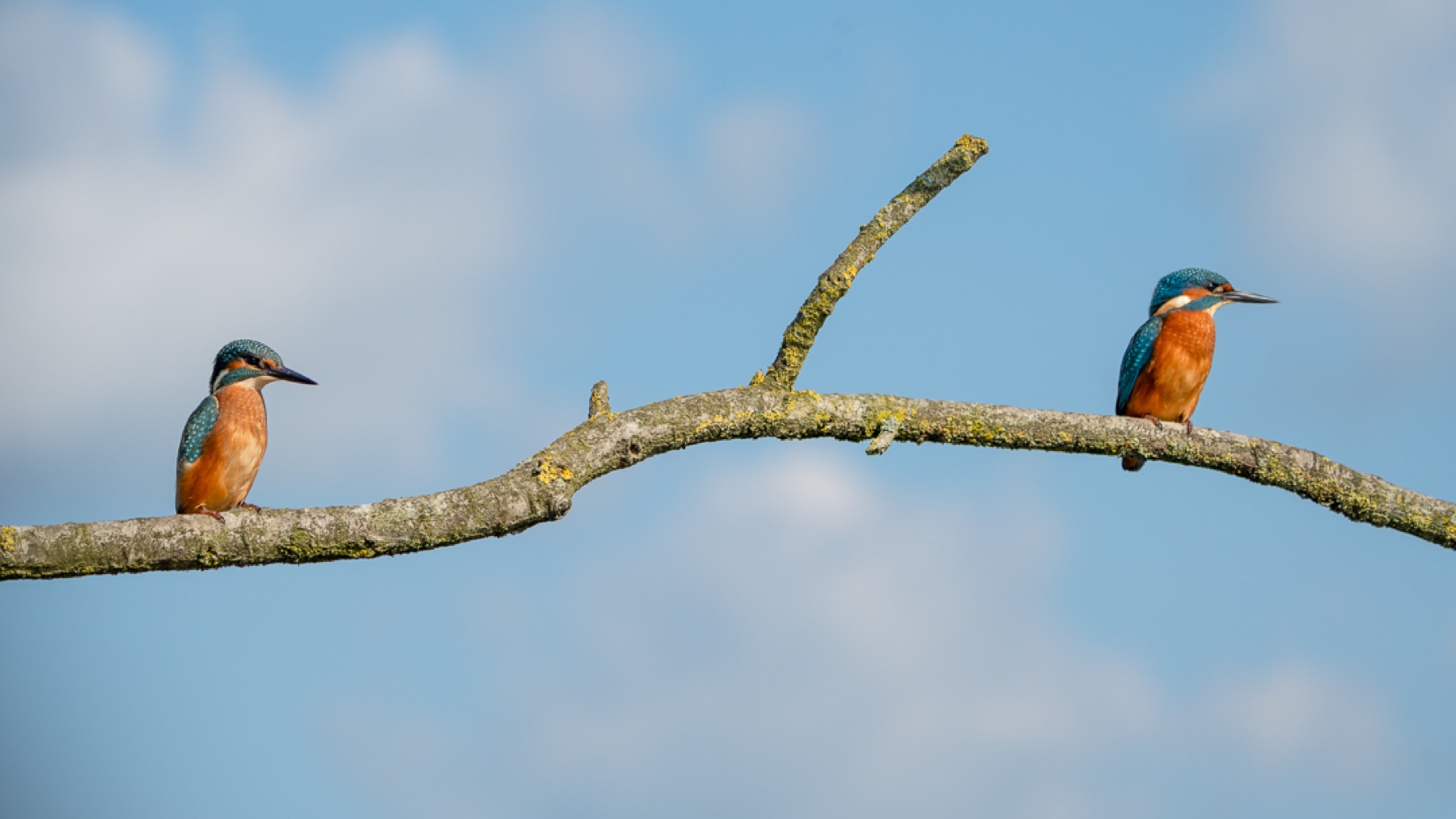 Birds photograph — IJsvogels - Kingfisher — naturephotography.art