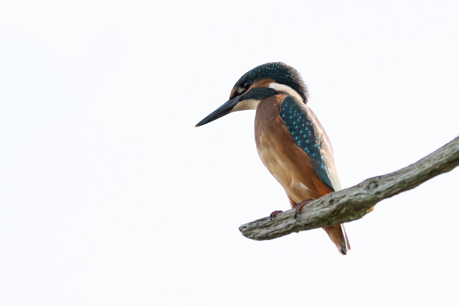 Birds photograph — IJsvogels - Kingfisher — naturephotography.art