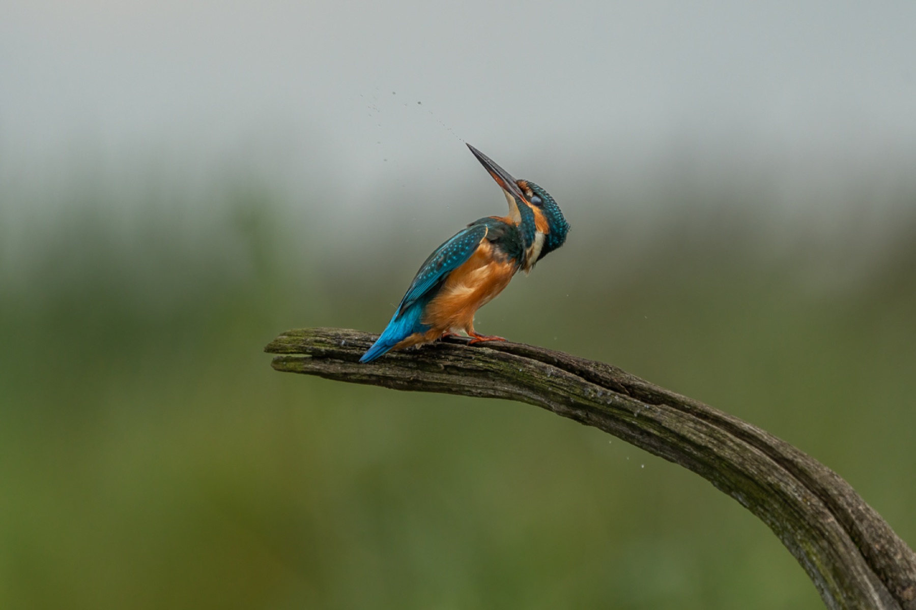 Birds photograph — IJsvogels - Kingfisher — naturephotography.art