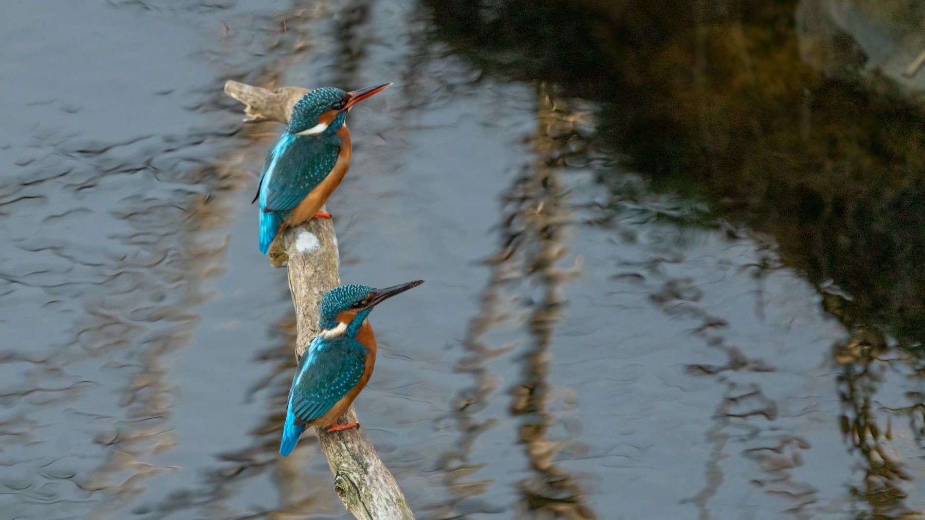 Birds photograph — IJsvogels - Kingfisher — naturephotography.art