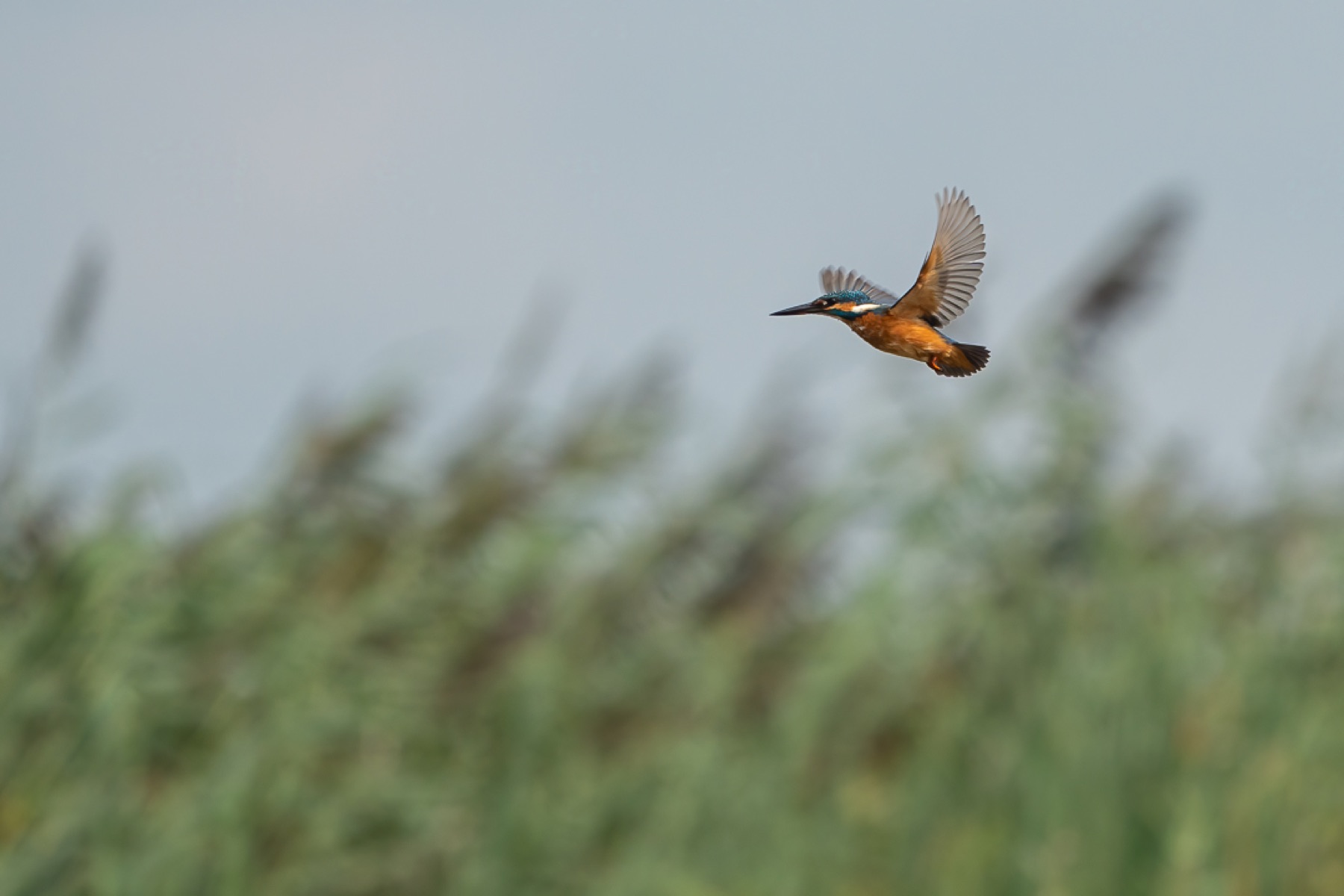 Birds photograph — IJsvogels - Kingfisher — naturephotography.art