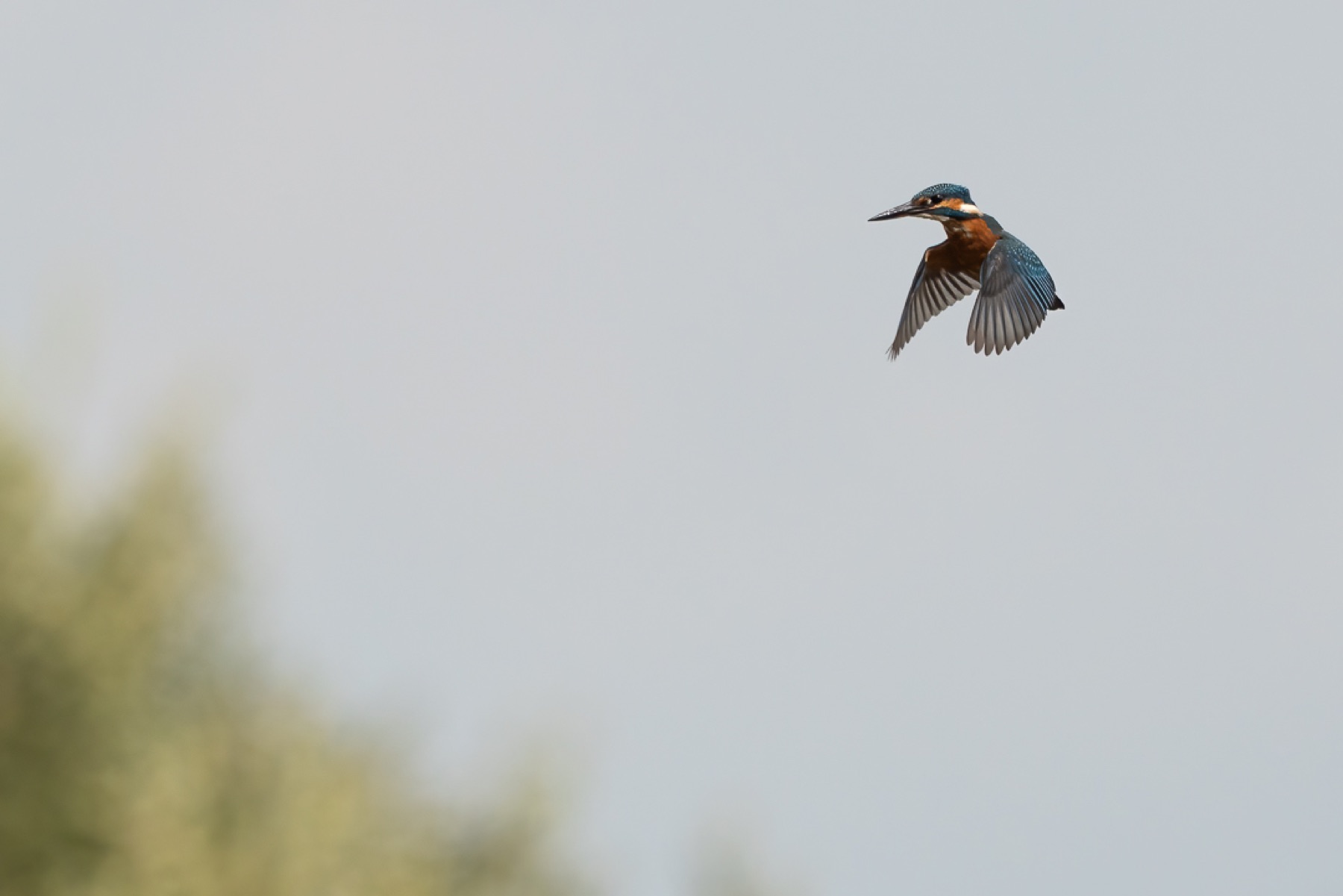 Birds photograph — IJsvogels - Kingfisher — naturephotography.art