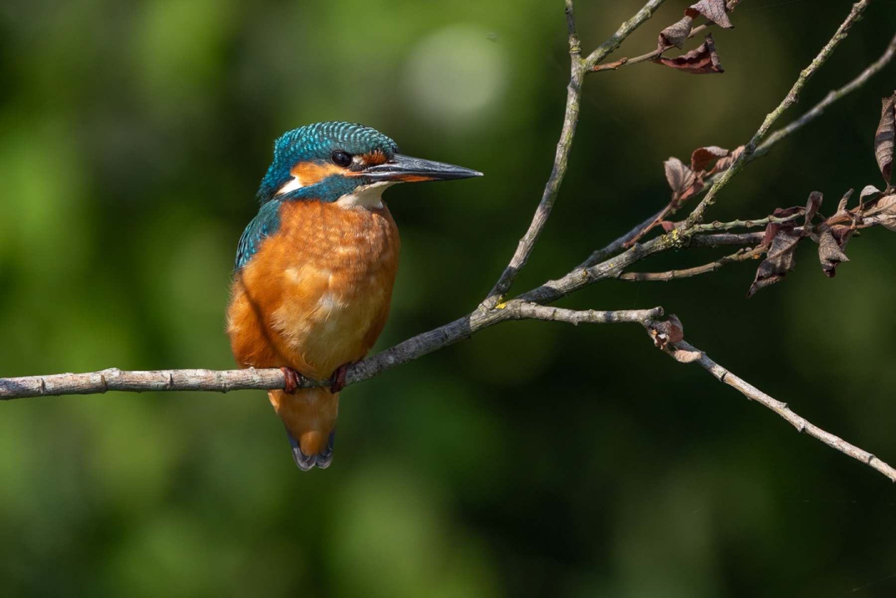 Birds photograph — IJsvogels - Kingfisher — naturephotography.art