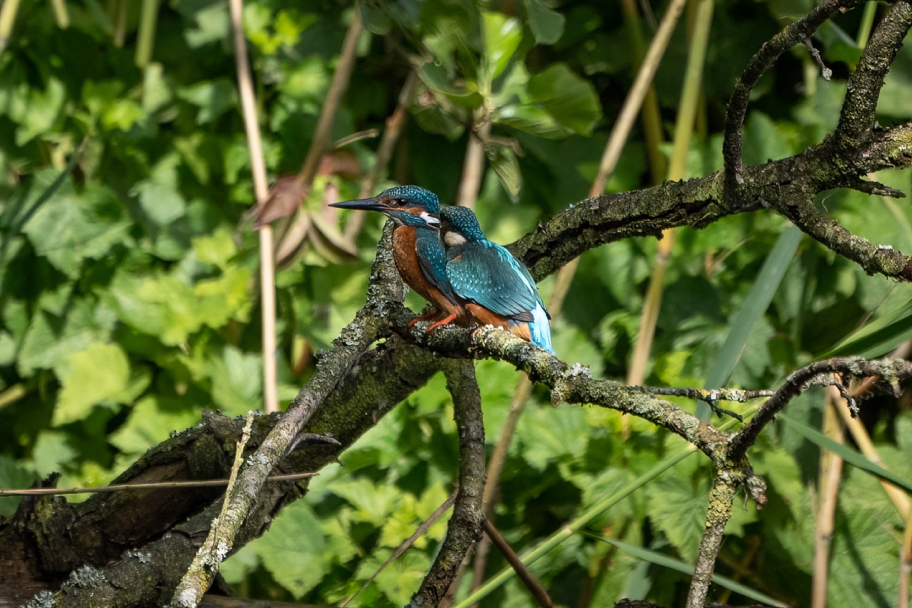 Birds photograph — IJsvogels - Kingfisher — naturephotography.art