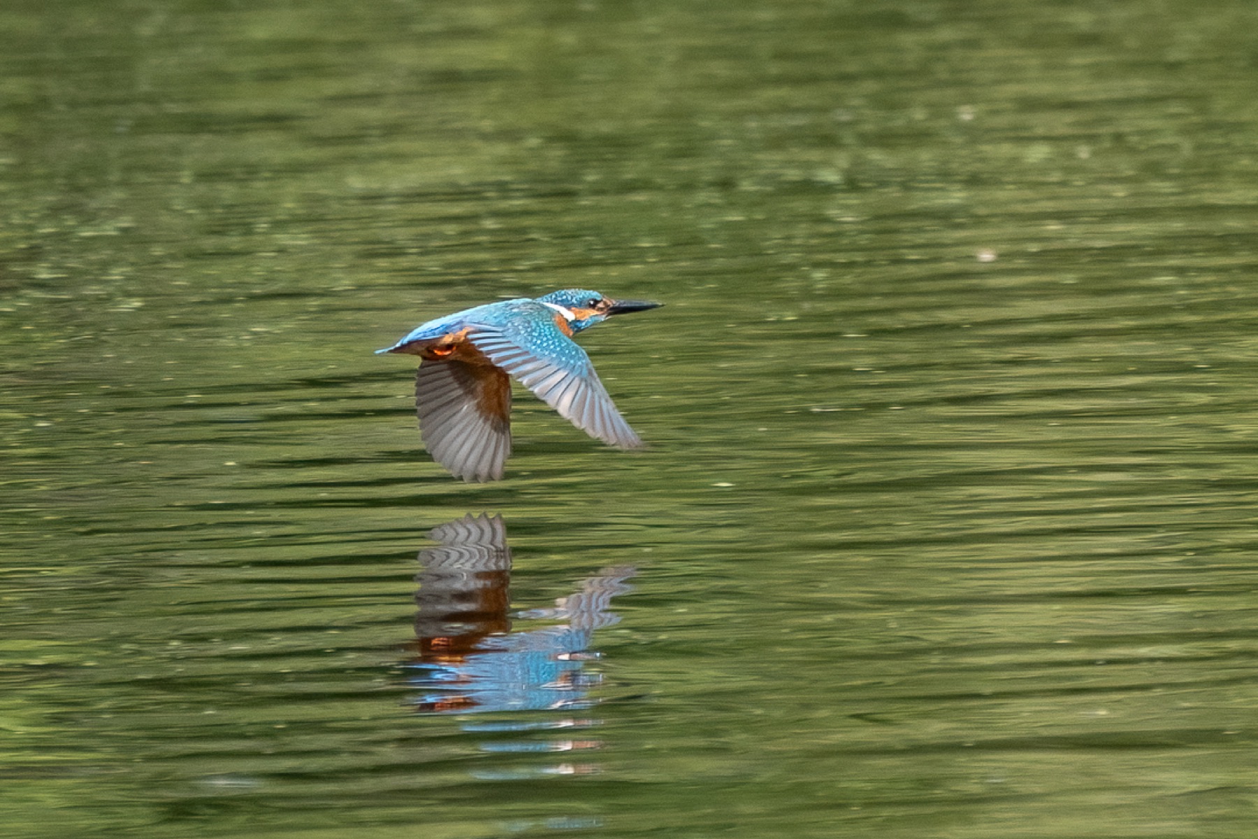 Birds photograph — IJsvogels - Kingfisher — naturephotography.art