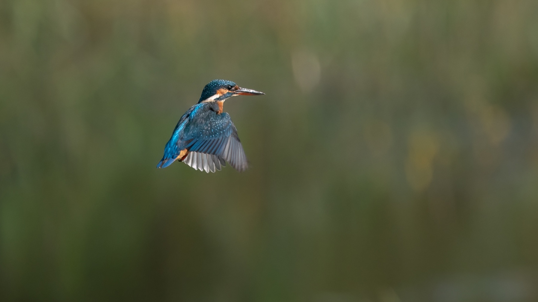 Birds photograph — IJsvogels - Kingfisher — naturephotography.art