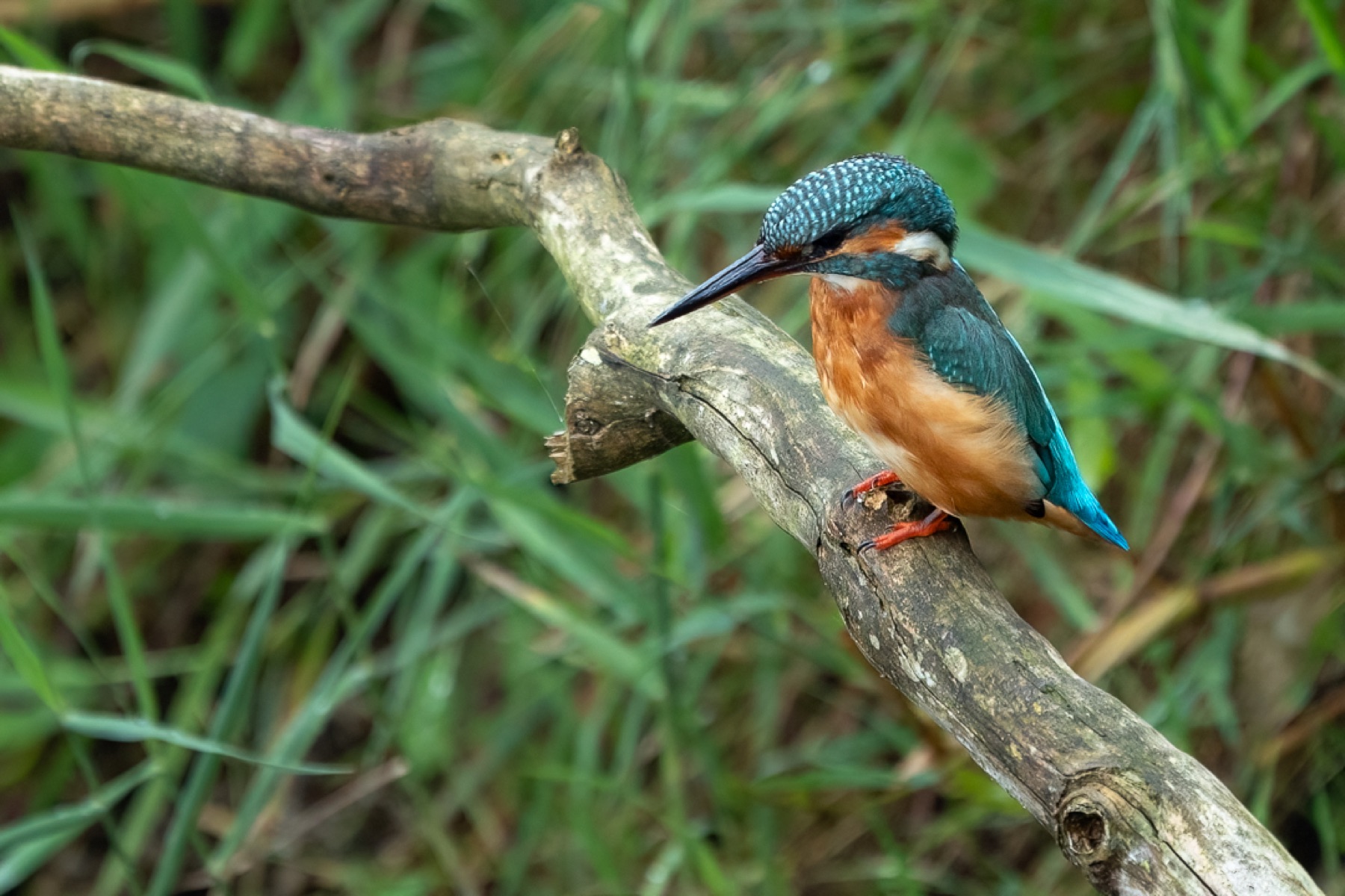 Birds photograph — IJsvogels - Kingfisher — naturephotography.art