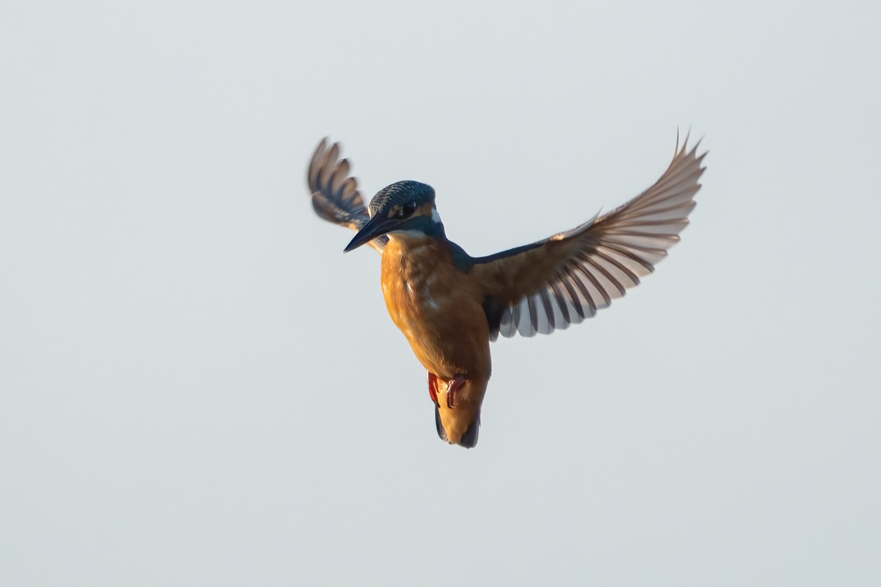 Common Kingfisher photographed by Dragos Varnav