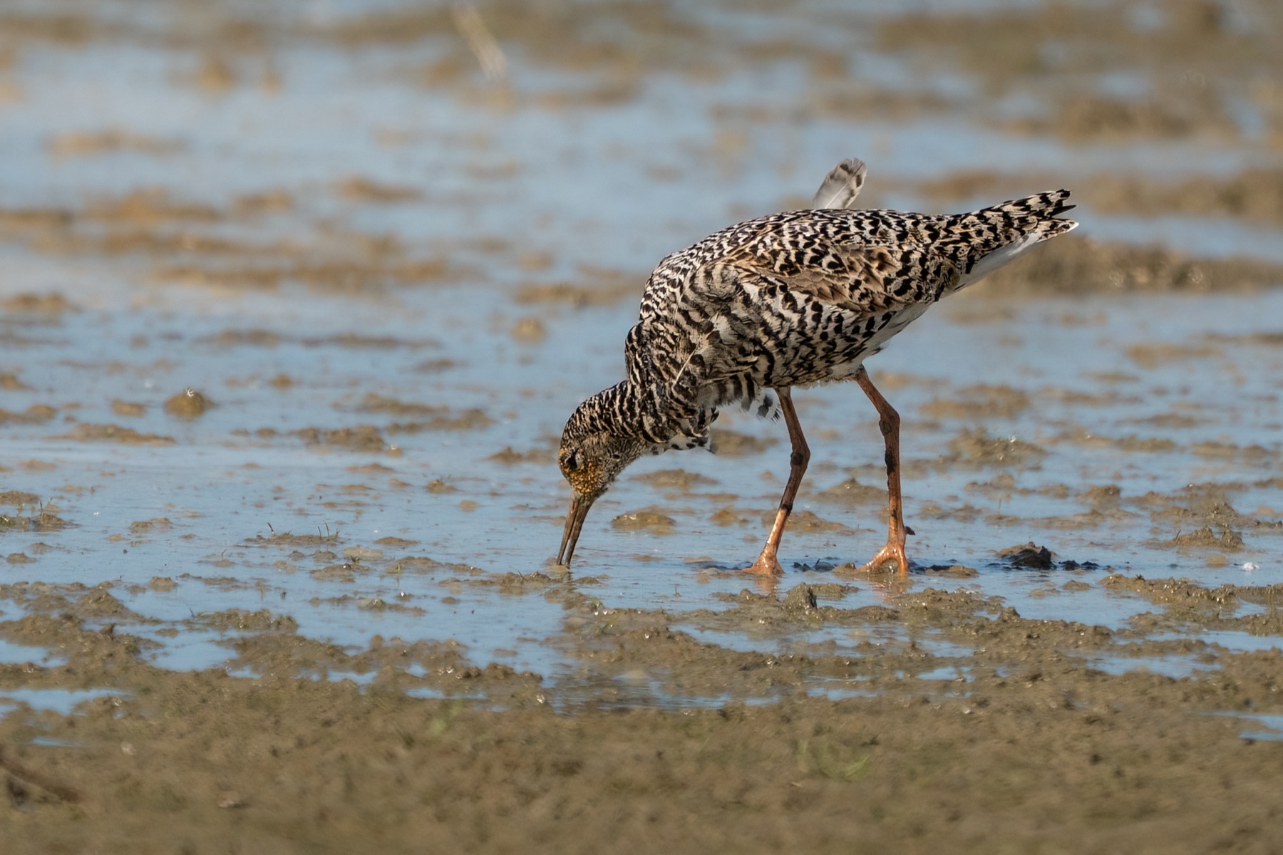 Birds photograph — Kemphaan/Ruff — naturephotography.art