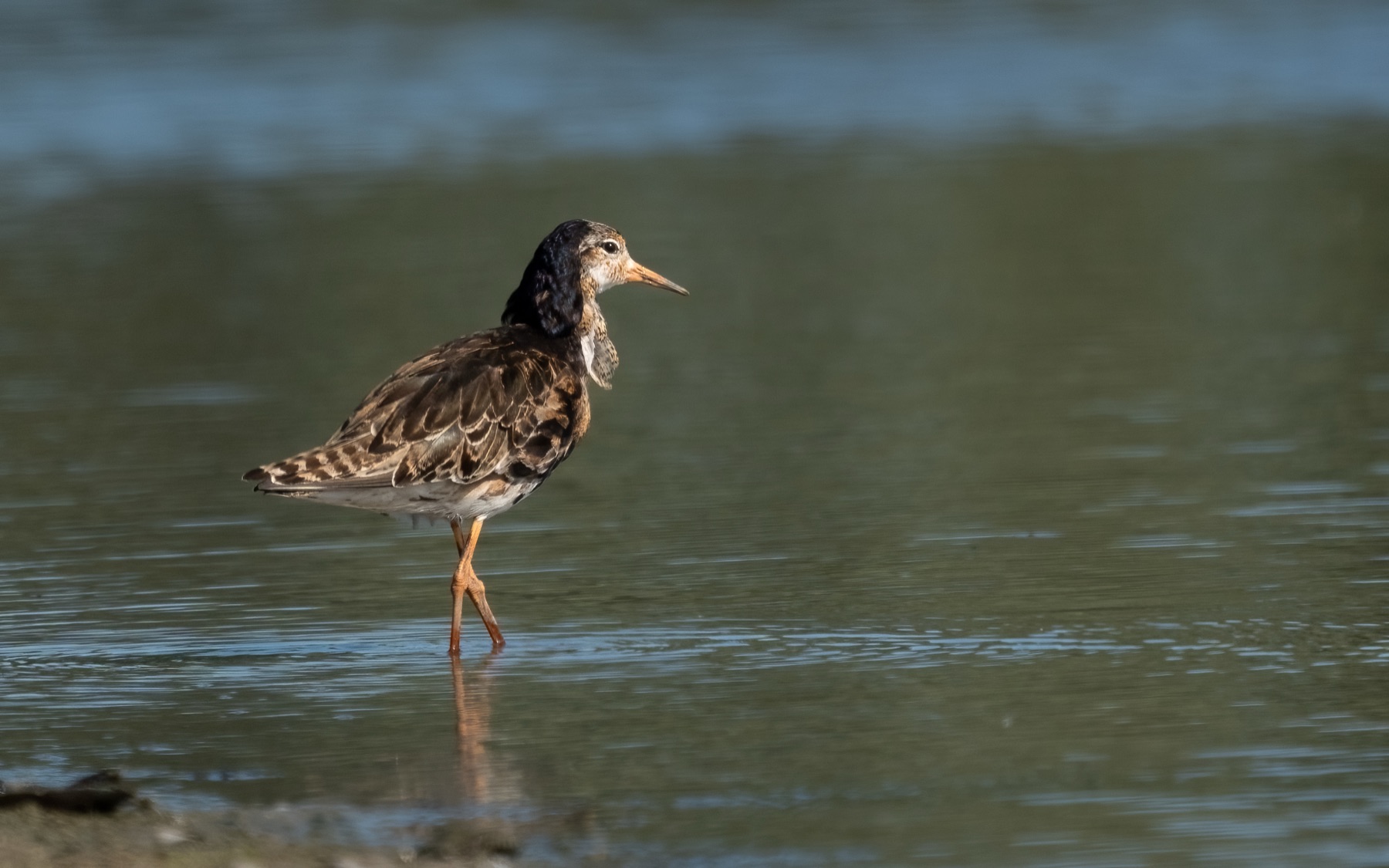 Birds photograph — Kemphaan/Ruff — naturephotography.art